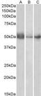 Indoleamine 2,3-Dioxygenase 1 antibody, MBS421061, MyBioSource, Western Blot image 