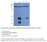 Transmembrane 6 superfamily member 2 antibody, TM6SF2-212AP, FabGennix, Western Blot image 