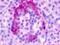 G Protein-Coupled Receptor 35 antibody, NLS2, Novus Biologicals, Immunohistochemistry frozen image 