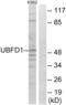 Ubiquitin Family Domain Containing 1 antibody, abx014984, Abbexa, Western Blot image 