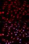 Apurinic/Apyrimidinic Endodeoxyribonuclease 1 antibody, orb129513, Biorbyt, Immunocytochemistry image 