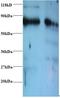 Endoplasmic Reticulum Protein 29 antibody, LS-C211609, Lifespan Biosciences, Western Blot image 