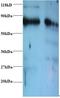 Endoplasmic reticulum resident protein 29 antibody, LS-C211609, Lifespan Biosciences, Western Blot image 