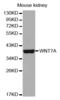 Wnt Family Member 7A antibody, LS-C335567, Lifespan Biosciences, Western Blot image 