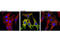 Phosphotyrosine antibody, 8954S, Cell Signaling Technology, Immunocytochemistry image 