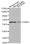 Forkhead Box G1 antibody, abx002311, Abbexa, Western Blot image 