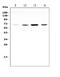 SMAD Family Member 4 antibody, MA1089, Boster Biological Technology, Immunocytochemistry image 