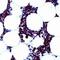 Spleen Associated Tyrosine Kinase antibody, PA1-38694, Invitrogen Antibodies, Immunohistochemistry frozen image 