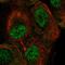 Star-PAP antibody, HPA071838, Atlas Antibodies, Immunofluorescence image 
