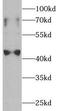 Indoleamine 2,3-Dioxygenase 1 antibody, FNab04127, FineTest, Western Blot image 