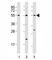 RUNX Family Transcription Factor 1 antibody, F53294-0.4ML, NSJ Bioreagents, Western Blot image 