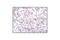 Acsl2 antibody, 4047S, Cell Signaling Technology, Immunohistochemistry paraffin image 