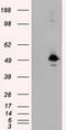 MTOR Associated Protein, Eak-7 Homolog antibody, TA500980S, Origene, Western Blot image 