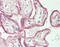 Sodium Voltage-Gated Channel Alpha Subunit 9 antibody, LS-B12069, Lifespan Biosciences, Immunohistochemistry frozen image 