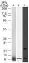 Phorbol-12-Myristate-13-Acetate-Induced Protein 1 antibody, TA336673, Origene, Western Blot image 