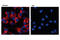 NFKB Inhibitor Alpha antibody, 4814S, Cell Signaling Technology, Immunocytochemistry image 