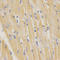 SP5 antibody, LS-C331717, Lifespan Biosciences, Immunohistochemistry paraffin image 