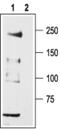 Calcium Voltage-Gated Channel Subunit Alpha1 H antibody, PA5-77313, Invitrogen Antibodies, Western Blot image 