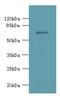 Potassium Voltage-Gated Channel Modifier Subfamily S Member 2 antibody, LS-C380275, Lifespan Biosciences, Western Blot image 