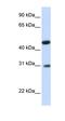 Glycolipid Transfer Protein Domain Containing 2 antibody, orb325182, Biorbyt, Western Blot image 