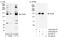 DEAH-Box Helicase 8 antibody, A300-625A, Bethyl Labs, Western Blot image 