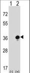 Granzyme B antibody, LS-C166750, Lifespan Biosciences, Western Blot image 