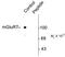 Glutamate Metabotropic Receptor 7 antibody, PA5-35397, Invitrogen Antibodies, Western Blot image 