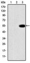 Sca3 antibody, orb49146, Biorbyt, Western Blot image 