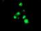 Transmembrane Serine Protease 5 antibody, NBP2-01126, Novus Biologicals, Immunocytochemistry image 