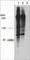 Phosphoserine antibody, PM3801, ECM Biosciences, Western Blot image 