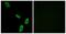 Adrenoceptor Alpha 1B antibody, TA313315, Origene, Immunofluorescence image 