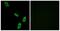 Adrenoceptor Alpha 1B antibody, TA313315, Origene, Immunofluorescence image 