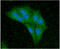 Cell Division Cycle 37 antibody, GTX57677, GeneTex, Immunofluorescence image 