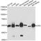 Glutathione Synthetase antibody, A14535, ABclonal Technology, Western Blot image 