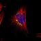 Cell Cycle Regulator Of NHEJ antibody, PA5-54132, Invitrogen Antibodies, Immunofluorescence image 