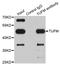 Tu Translation Elongation Factor, Mitochondrial antibody, LS-C334706, Lifespan Biosciences, Immunoprecipitation image 
