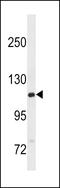 GTF2I Repeat Domain Containing 2B antibody, 60-597, ProSci, Western Blot image 