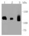 DNA Methyltransferase 3 Alpha antibody, NBP2-67505, Novus Biologicals, Western Blot image 