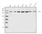 Regulatory Associated Protein Of MTOR Complex 1 antibody, A01463-3, Boster Biological Technology, Western Blot image 
