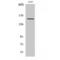 RNA Polymerase III Subunit A antibody, LS-C385581, Lifespan Biosciences, Western Blot image 