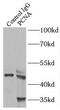PCNA antibody, FNab06216, FineTest, Immunoprecipitation image 