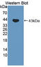 Ferrochelatase antibody, LS-C372970, Lifespan Biosciences, Western Blot image 