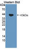 Ferrochelatase, mitochondrial antibody, LS-C372970, Lifespan Biosciences, Western Blot image 