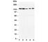 HIF1-alpha antibody, R30218, NSJ Bioreagents, Western Blot image 