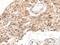 KNOP1 antibody, PA5-67600, Invitrogen Antibodies, Immunohistochemistry frozen image 