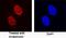 Jun Proto-Oncogene, AP-1 Transcription Factor Subunit antibody, MAB8930, R&D Systems, Immunofluorescence image 