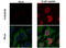 H2A Histone Family Member X antibody, GTX628789, GeneTex, Immunocytochemistry image 