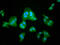 LanC Like 2 antibody, CSB-PA865129LA01HU, Cusabio, Immunofluorescence image 