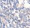 Ezrin antibody, PA5-17518, Invitrogen Antibodies, Immunohistochemistry paraffin image 