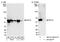 Regulator Of Chromosome Condensation 2 antibody, NB110-40618, Novus Biologicals, Western Blot image 
